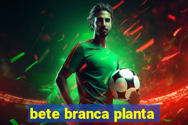 bete branca planta